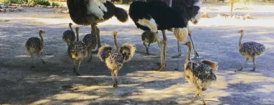 Business 2 image OSTRICH CHICKS & FERTILE EGGS FOR SALE WHATSAPP +27734531381 Poultry Supplies in Camelot NC