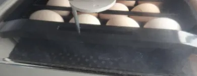 Business 3 image OSTRICH CHICKS & FERTILE EGGS FOR SALE WHATSAPP +27734531381 Poultry Supplies in Camelot NC