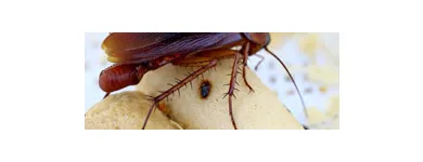 Business 1 image SOLID HYGIENE SOLUTIONS Pest Control in Cape Town WC