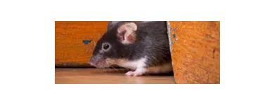 Business 3 image SOLID HYGIENE SOLUTIONS Pest Control in Cape Town WC