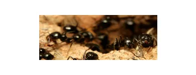 Business 4 image SOLID HYGIENE SOLUTIONS Pest Control in Cape Town WC