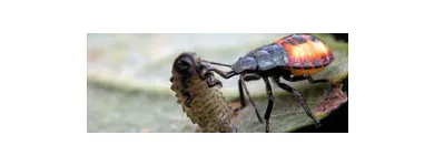 Business 5 image SOLID HYGIENE SOLUTIONS Pest Control in Cape Town WC