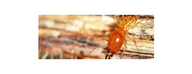 Business 2 image SOLID HYGIENE SOLUTIONS Pest Control in Cape Town WC