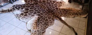 Business 1 image SOWETOG AMASKIN Zebra Attoman in Soweto GP