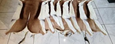 Business 2 image SOWETOG AMASKIN Zebra Attoman in Soweto GP