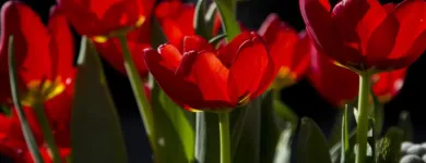 Maatskappy 4 beeld SPINAXIS CREATIVE Wedding Photographers in Edenvale GP