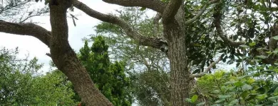 Maatskappy 3 beeld T-SCAPES LANDSCAPING SERVICES Weeding in Durban KZN