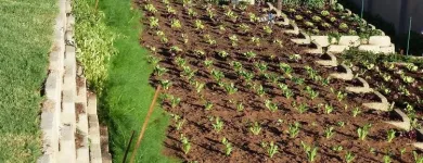 Maatskappy 10 beeld T-SCAPES LANDSCAPING SERVICES Weeding in Durban KZN