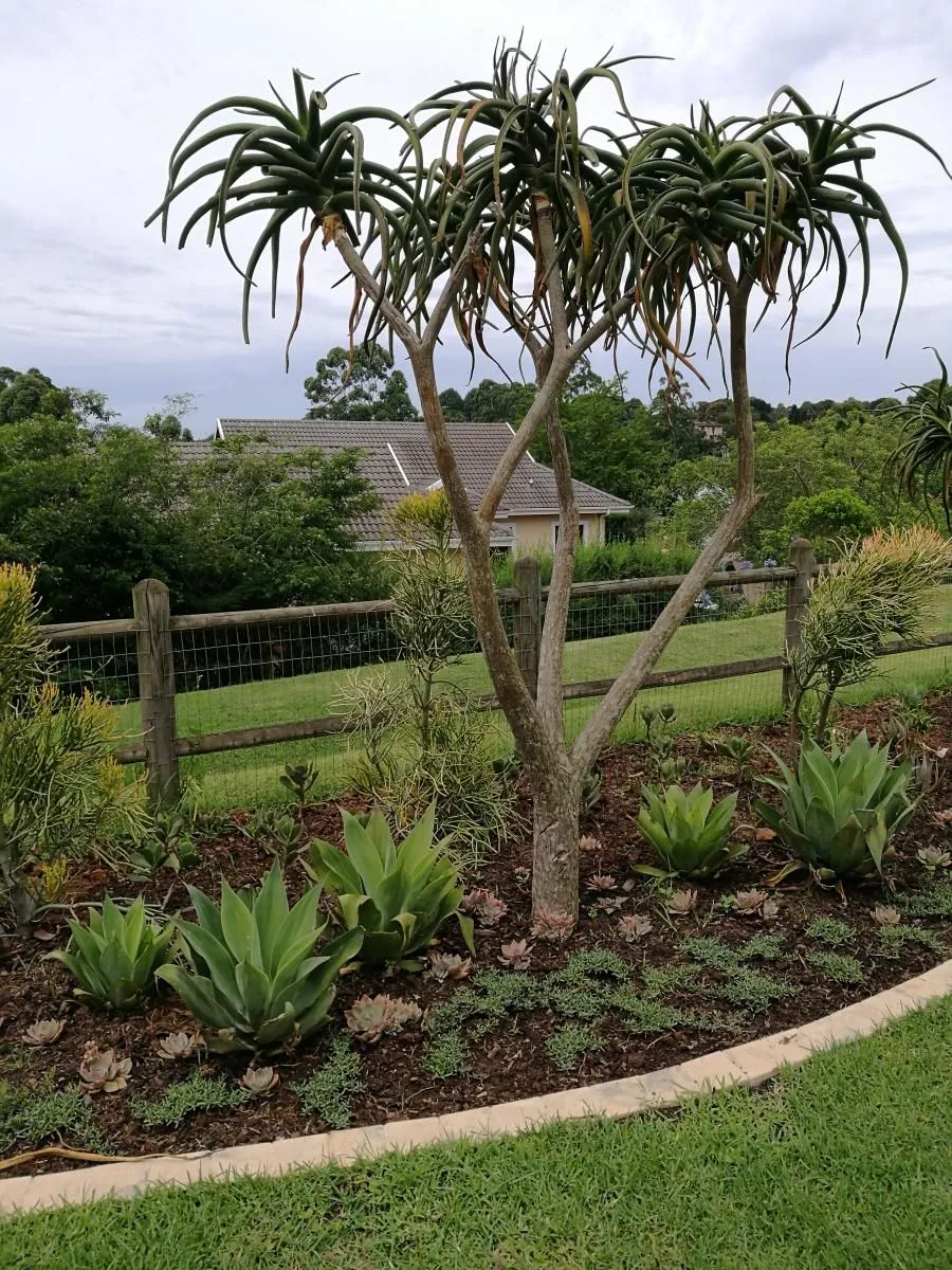 Business 3 image PAUL'S PLANTSCAPES LANDSCAPING & GARDEN MAINTENANCE