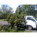 FEM TREE FELLING AND RUBBLE REMOVALS Uprooting in Witbank MP